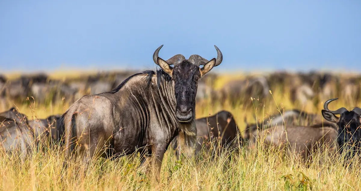Wildebeest standing in tall grass in front of a large herd