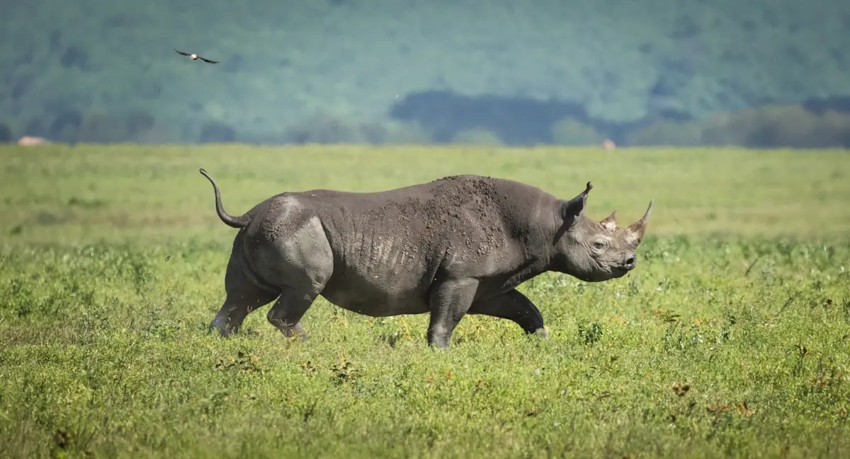 Black rhino walking across green grassland in Ngorongoro Crater