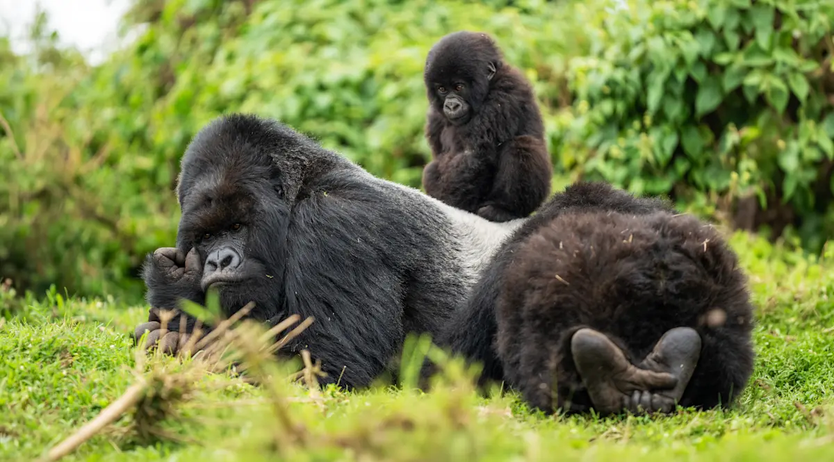 Mountain gorilla family resting together in green vegetation in Virunga National Park
