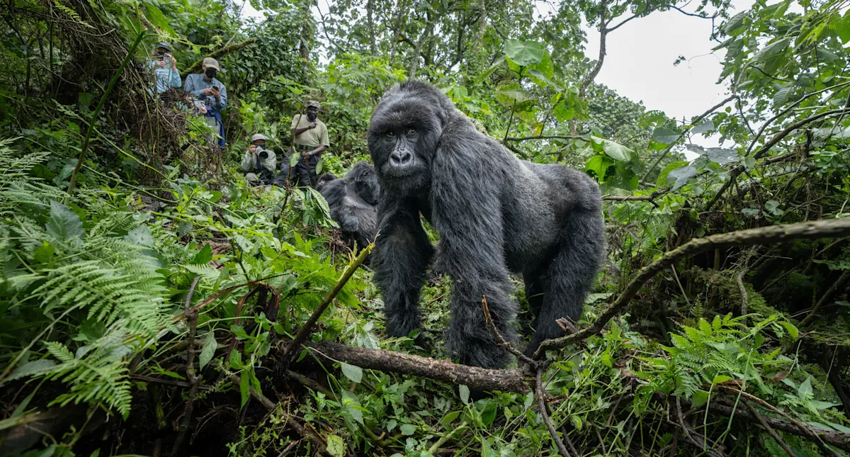 Silverback gorilla standing in dense forest with trekkers watching behind, Virunga National Park
