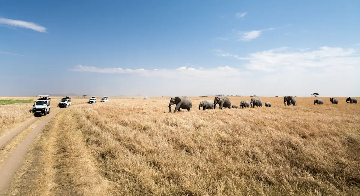Line of elephants crossing dry grassland near safari vehicles on a dirt track in the Serengeti