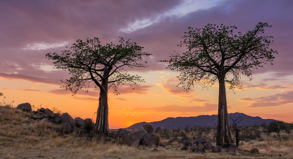 Two baobab trees silhouetted against a colorful sunset in Ruaha National Park