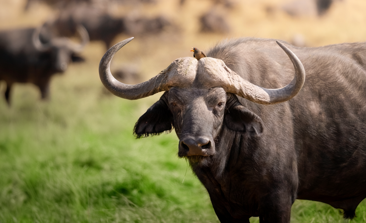 Cape buffalo with heavy curved horns and an oxpecker on its head in Ngorongoro Crater