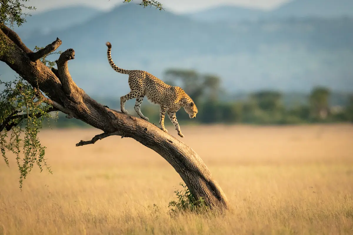 Cheetah walking along a leaning tree branch above golden grassland