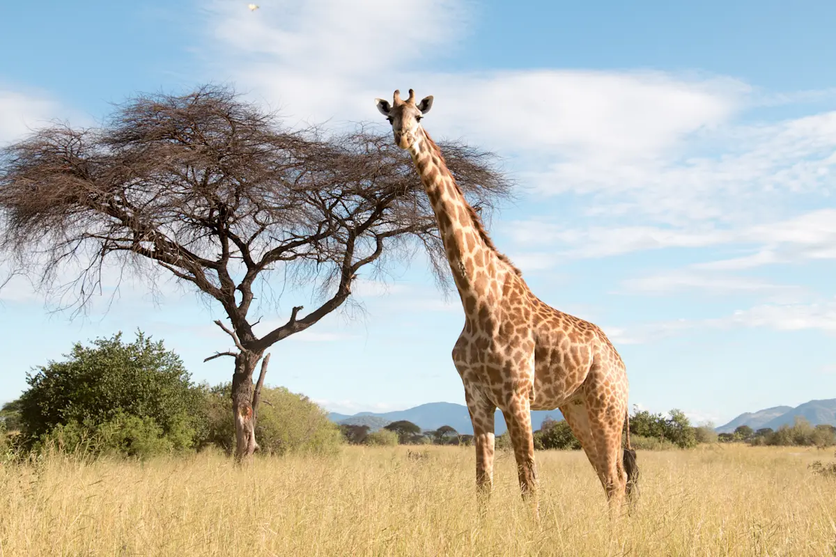 Giraffe standing beside an acacia tree on open grassland in Ruaha National Park
