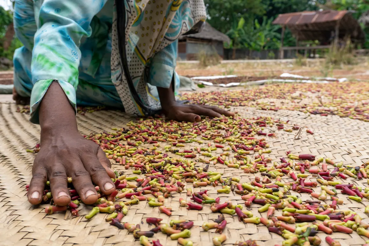 Hands spreading cloves to dry on a woven mat at a spice farm