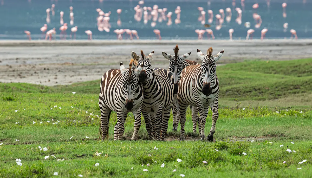 Group of zebras on green grass with flamingos wading in the lake behind, Ngorongoro Crater