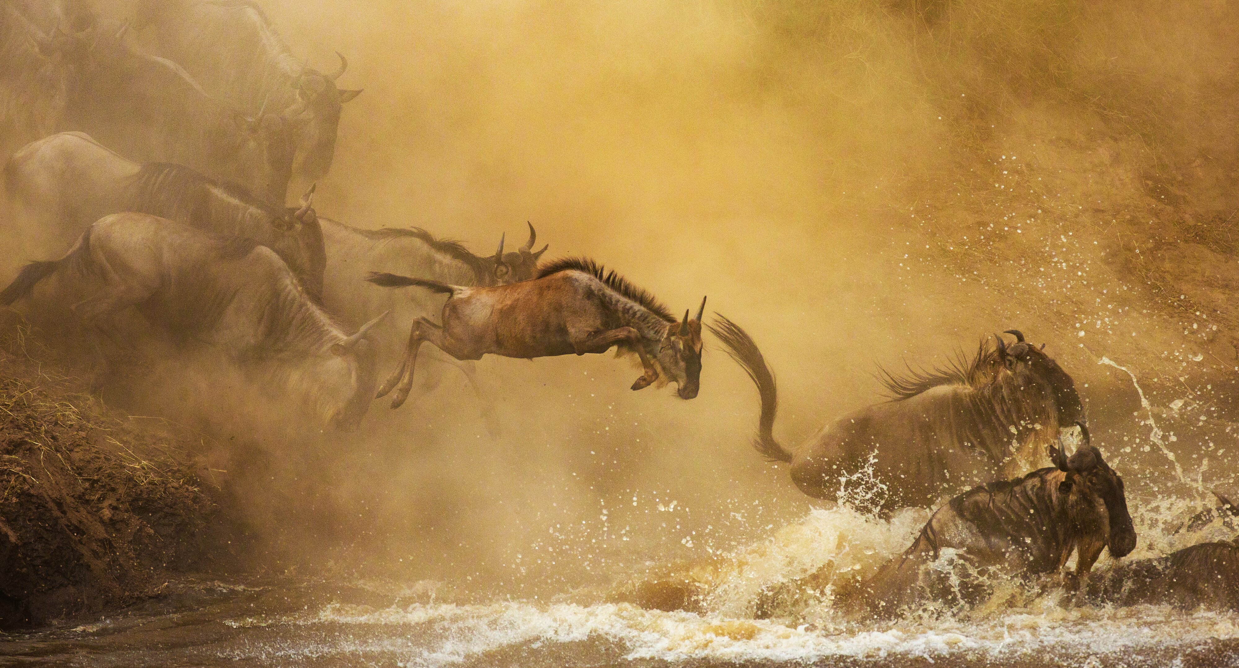 Wildebeest leaping into a river through clouds of golden dust