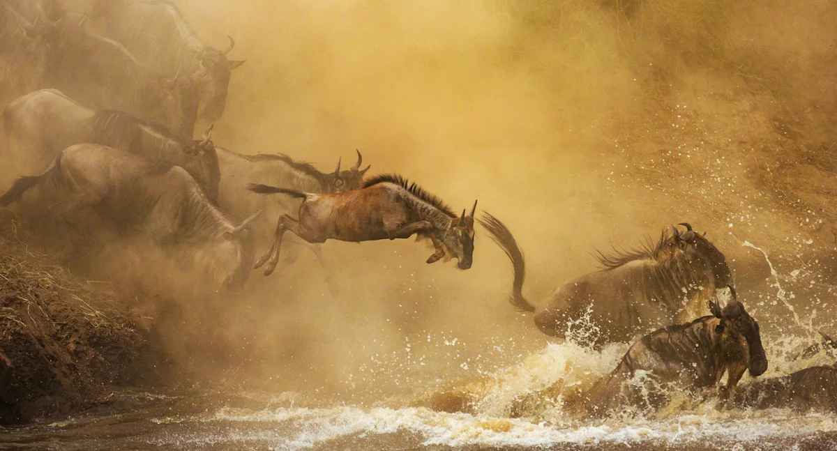 Wildebeest leaping into a river through clouds of golden dust