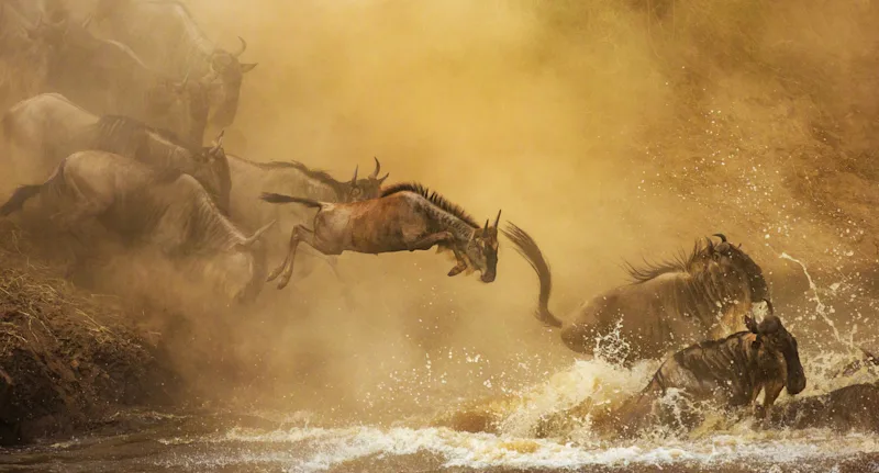 Wildebeest leaping into a river through clouds of golden dust