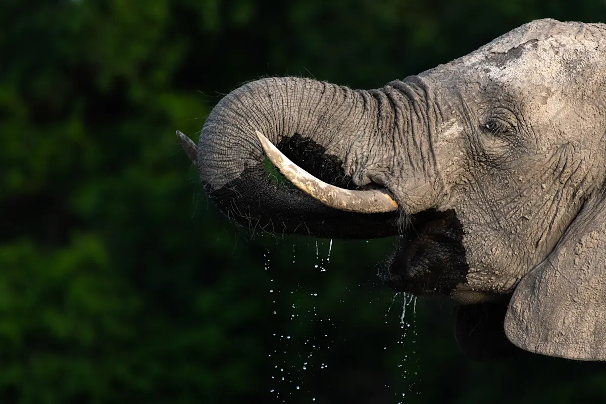 Elephant drinking, with water dripping from its trunk and tusks