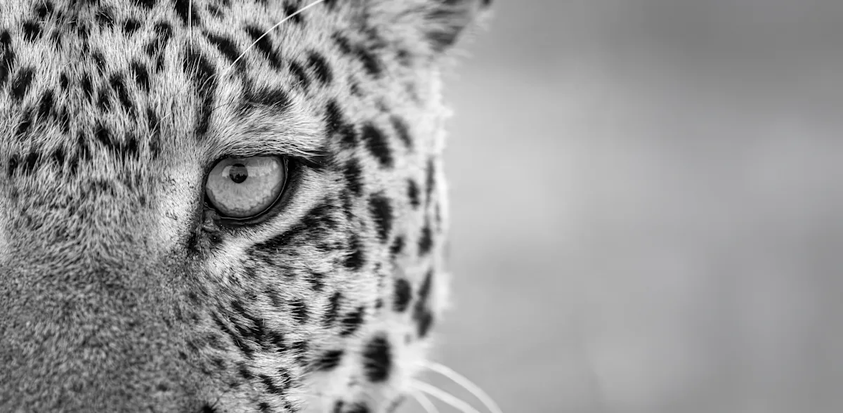 Black-and-white close-up of a leopard's eye and spotted face