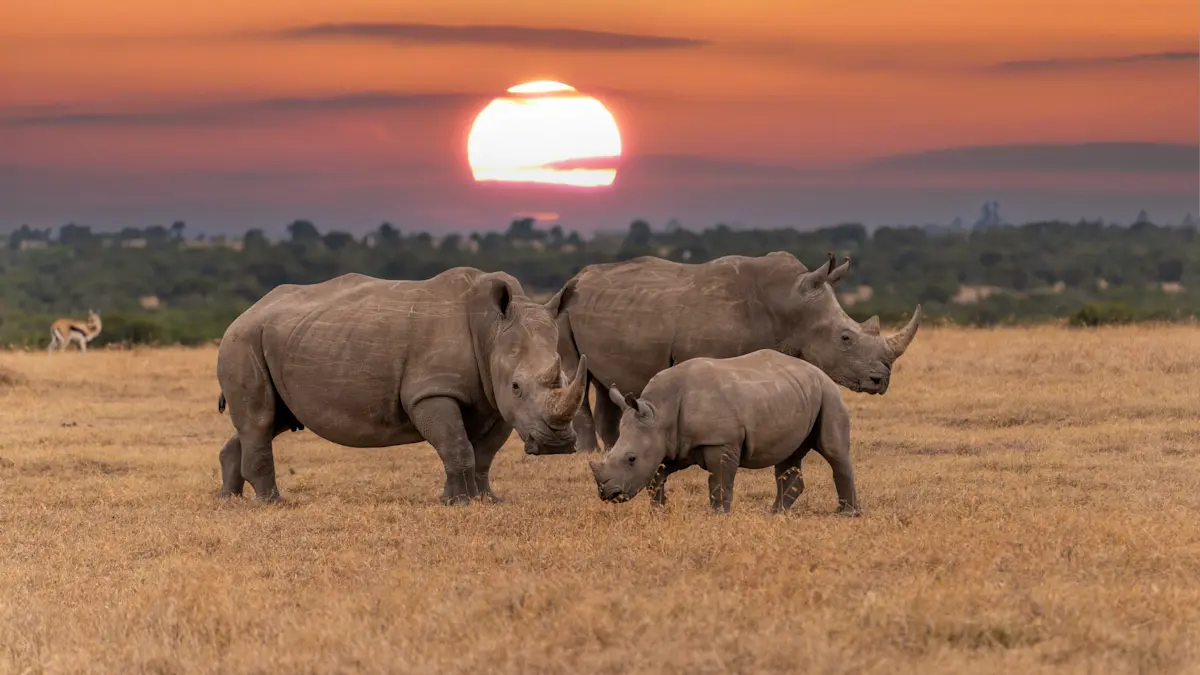 Two adult rhinos and a calf on dry grassland with the sun setting behind them