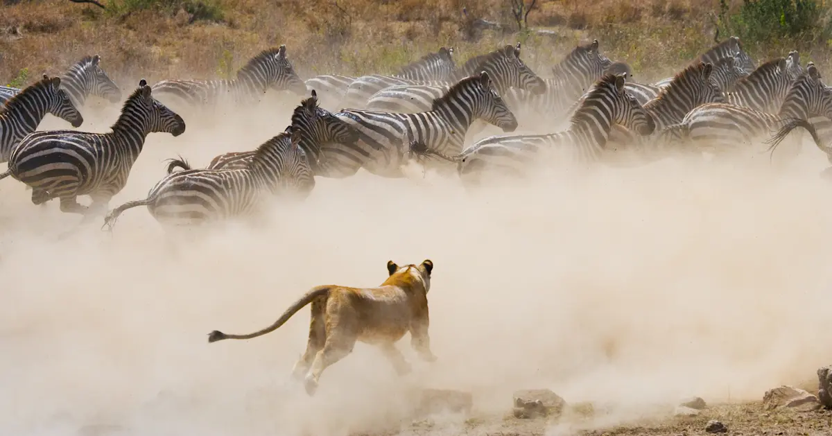 Lioness chasing a herd of zebras through a cloud of dust in the Serengeti