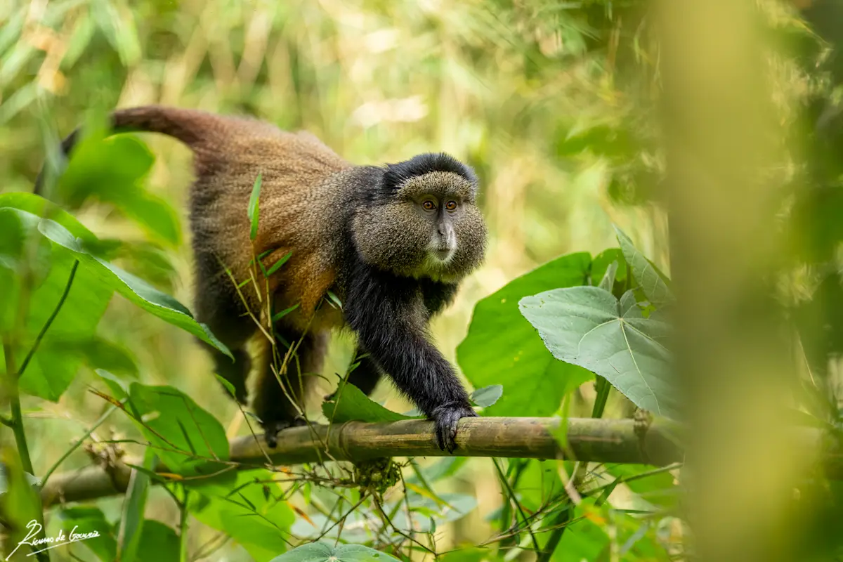 Golden monkey climbing along a bamboo stem in Virunga National Park