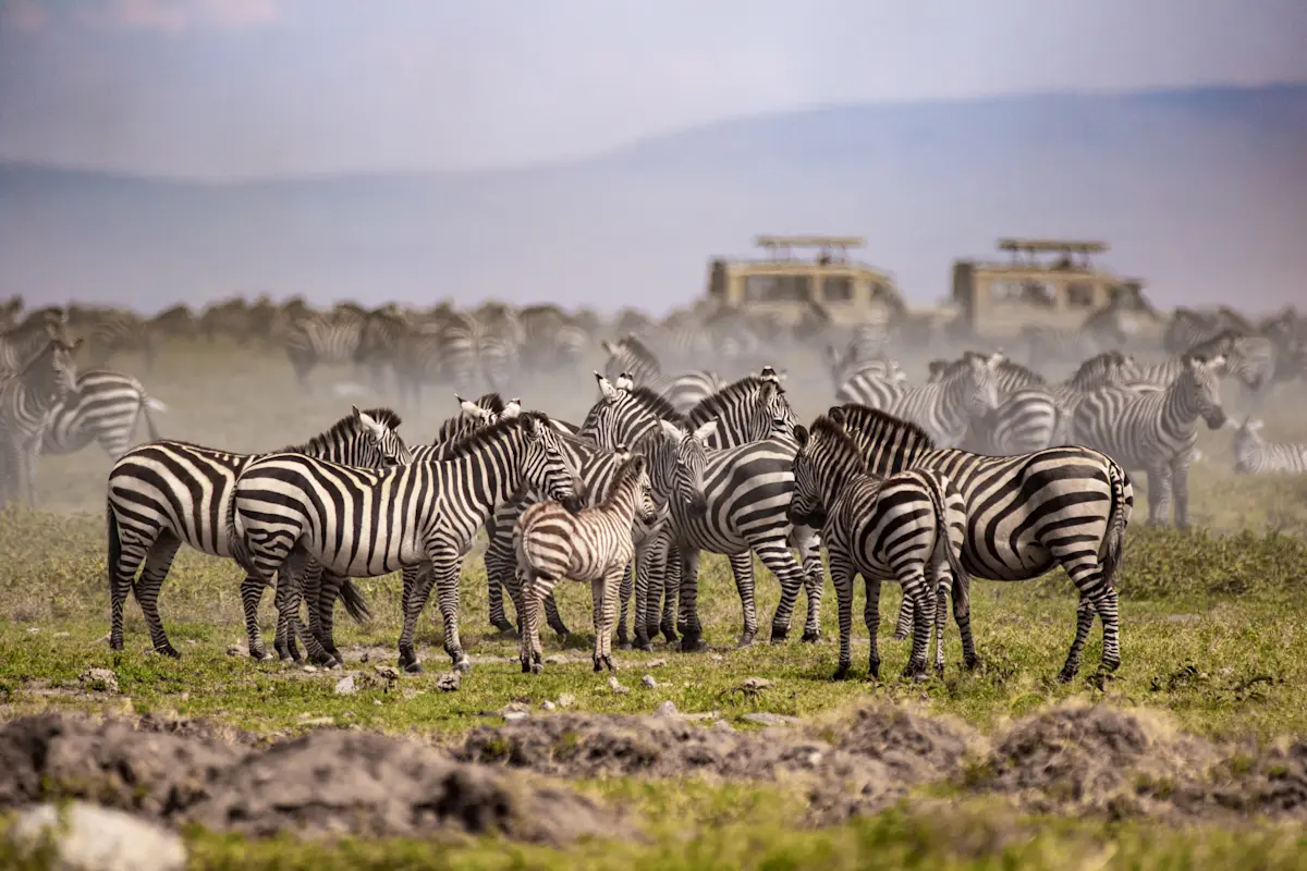 Herd of zebras on dusty grassland with safari vehicles in the background