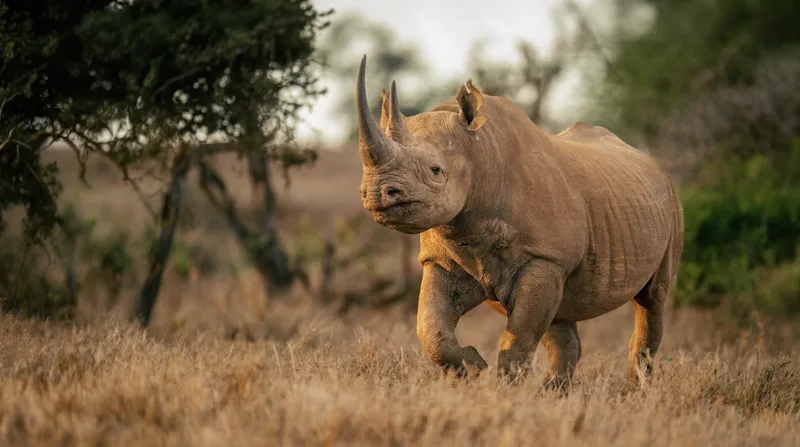 Black rhino walking through dry grass near acacia trees