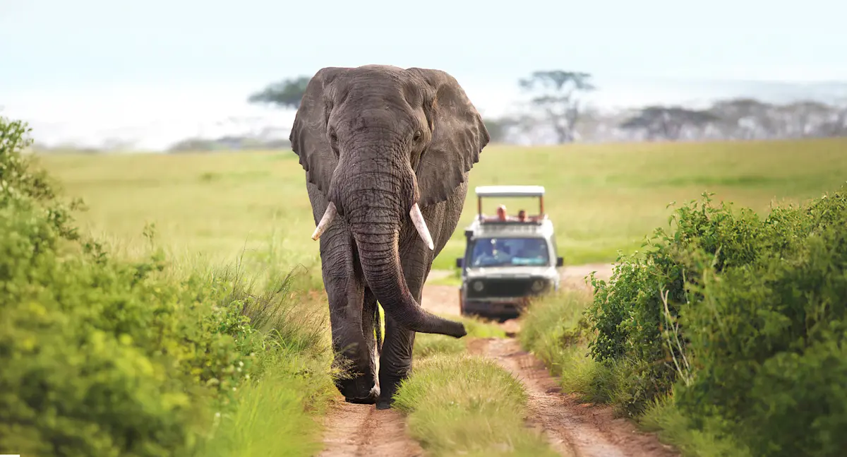Elephant walking down a dirt road toward the camera with a safari vehicle behind
