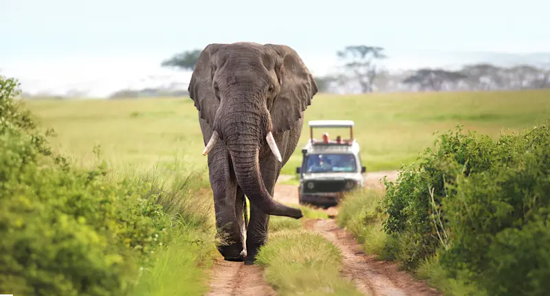 Elephant walking down a dirt road toward the camera with a safari vehicle behind