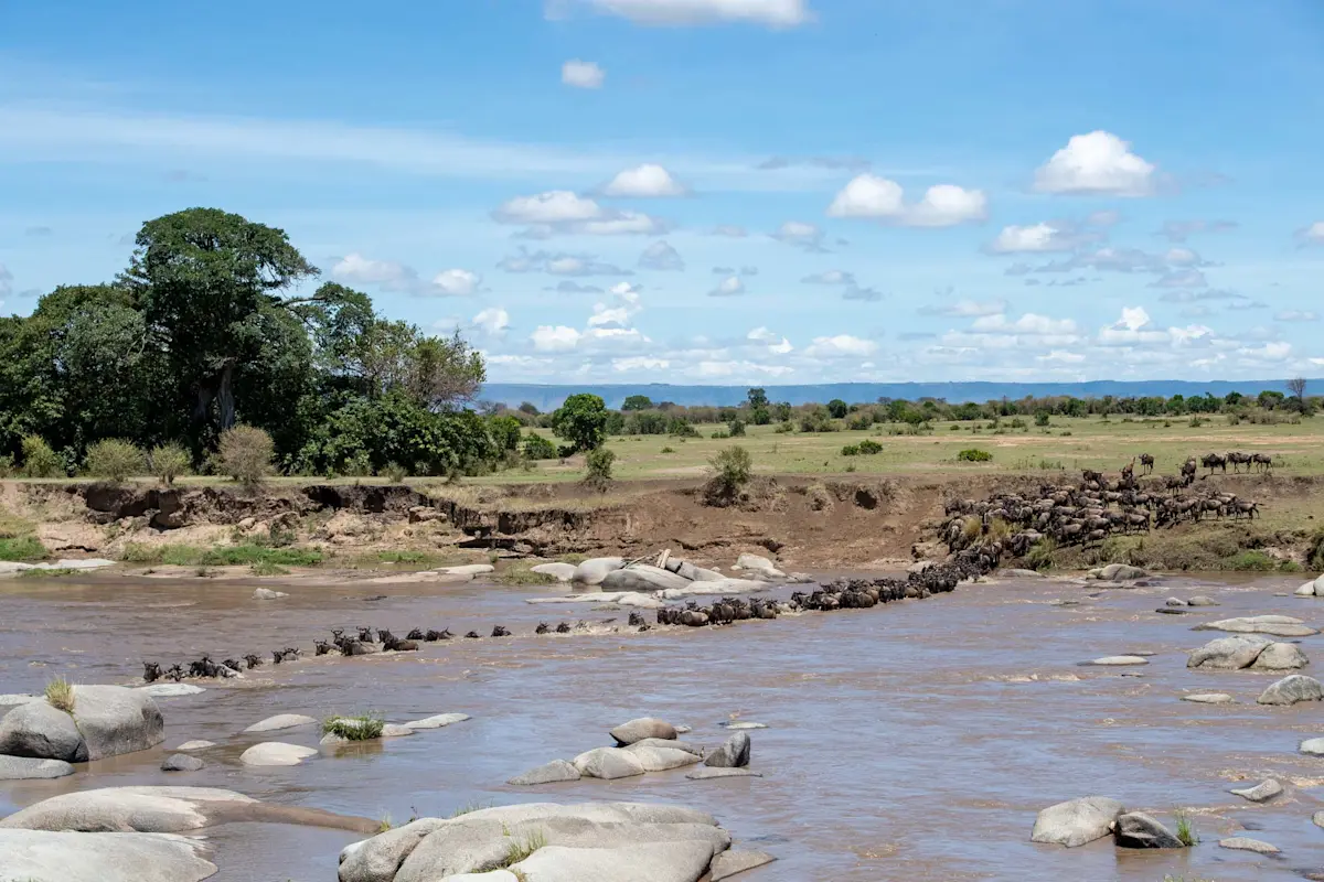 Wildebeest crossing a rocky river during the migration in Serengeti National Park