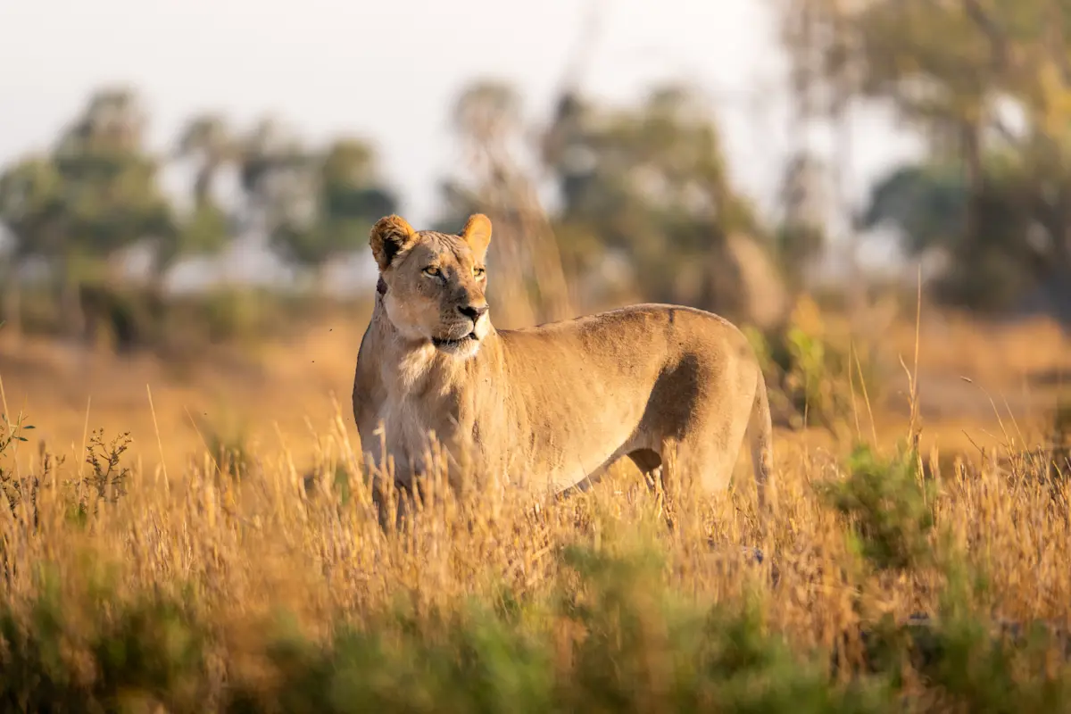 Lioness standing alert in golden grass