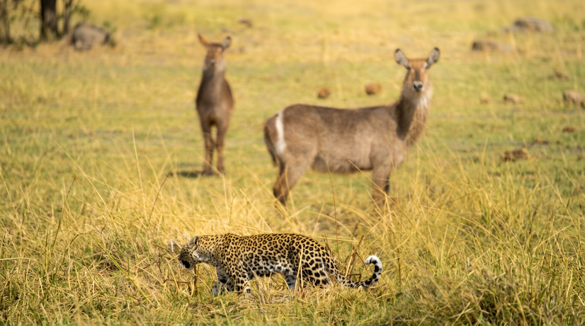 Leopard crouching in the grass in front of two watchful waterbuck, Ngorongoro Crater