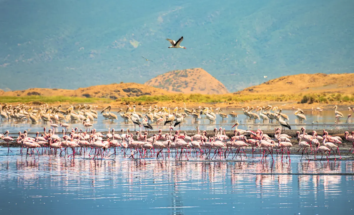 Large flock of flamingos standing in a lake in Ngorongoro Crater