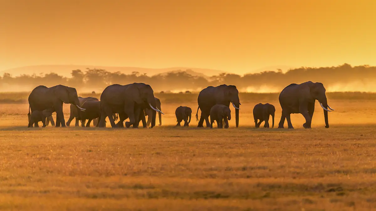 Elephant herd with calves silhouetted against a golden sunset in Tarangire National Park