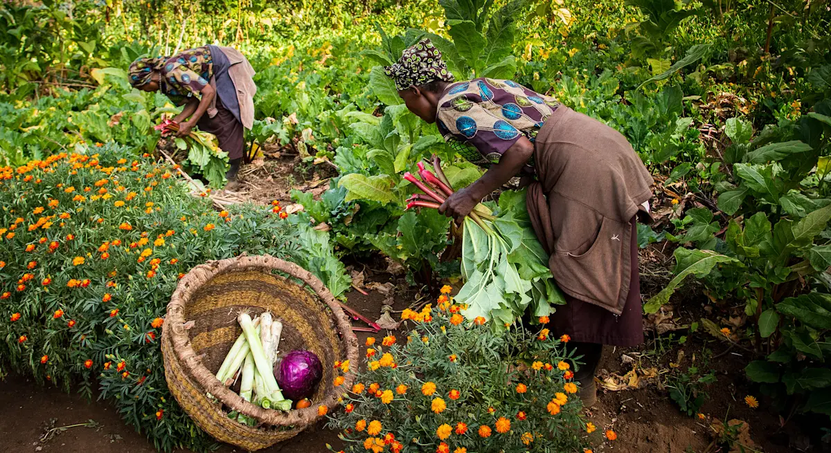 Women harvesting vegetables among marigolds in the garden at Gibb's Farm