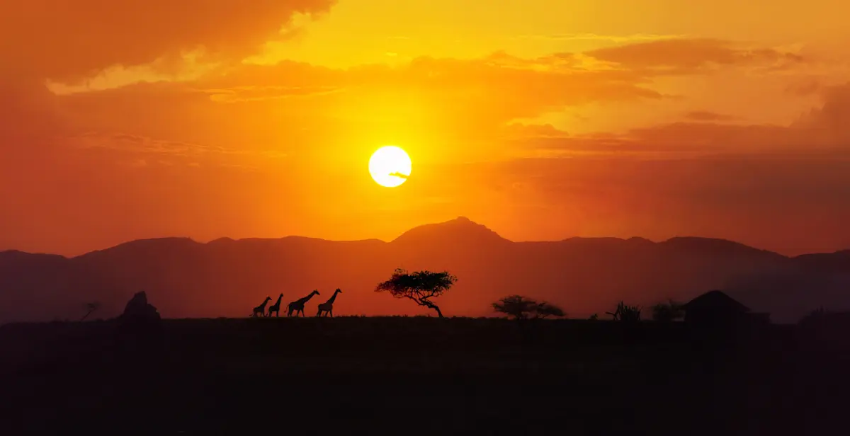 Giraffes and acacia trees silhouetted against an orange sunset over distant hills