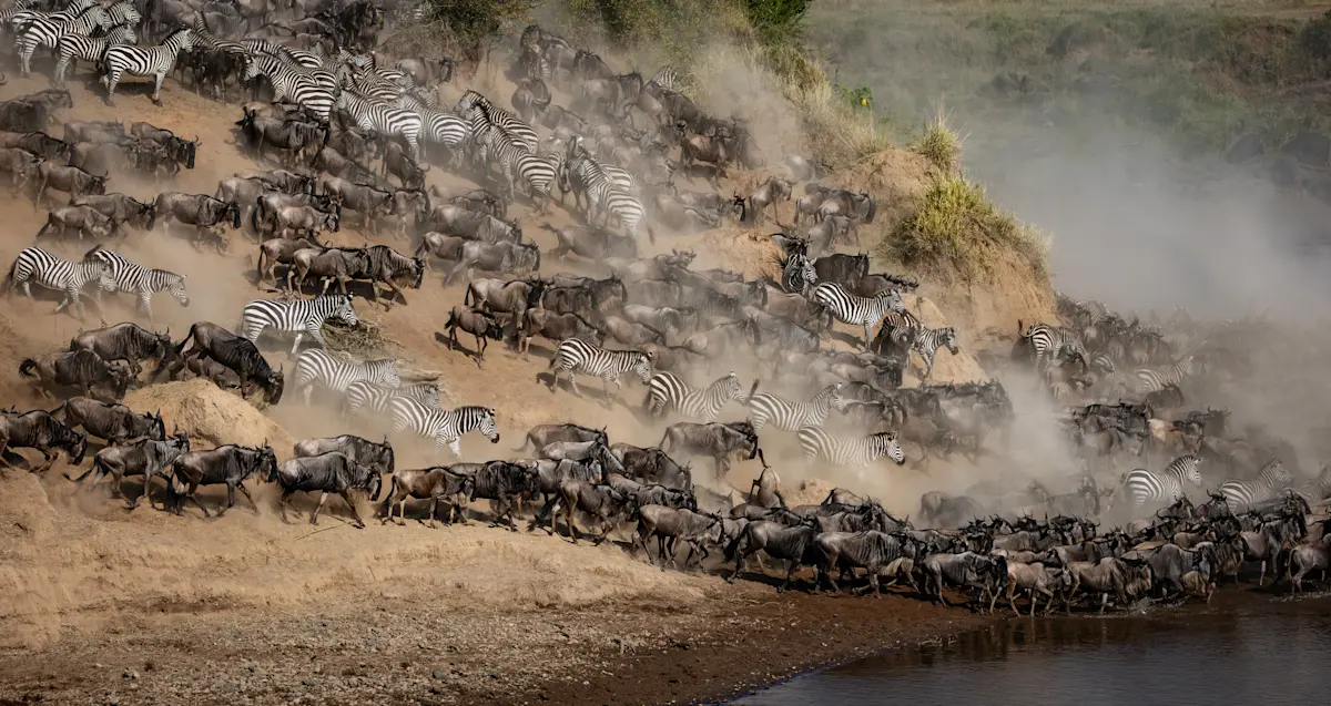 Wildebeest and zebras pouring down a dusty riverbank during the migration in the Serengeti