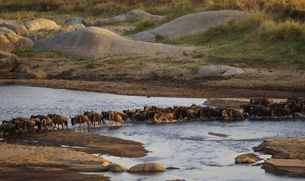 Line of wildebeest crossing a small rocky river in Serengeti National Park