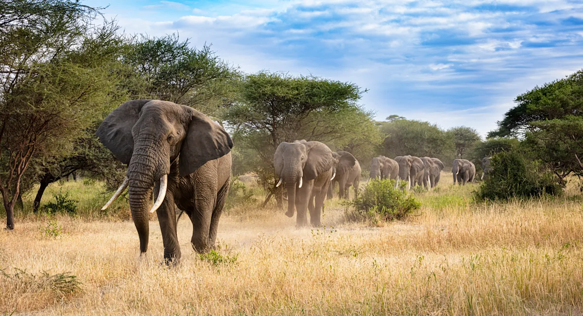 Elephant herd walking through tall grass among acacia trees