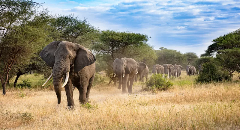Elephant herd walking through tall grass among acacia trees