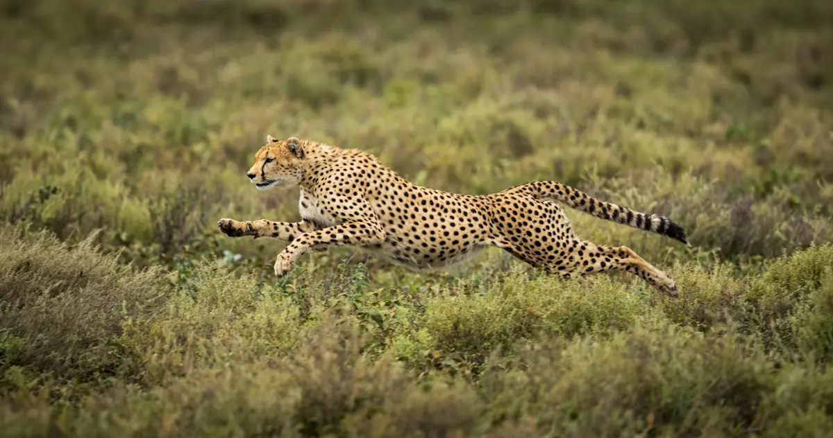 Cheetah sprinting through green grass in Ngorongoro Crater