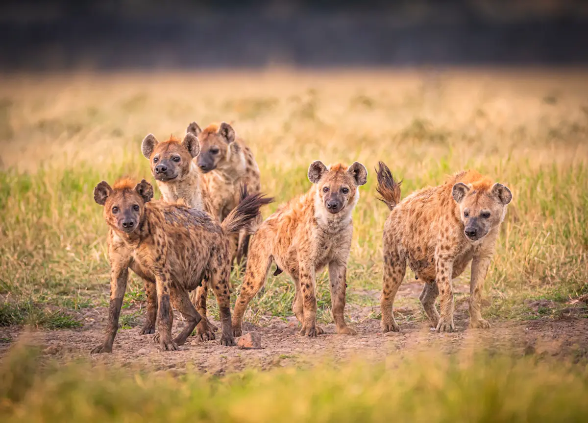 Group of spotted hyenas standing together on a dirt patch in the grass