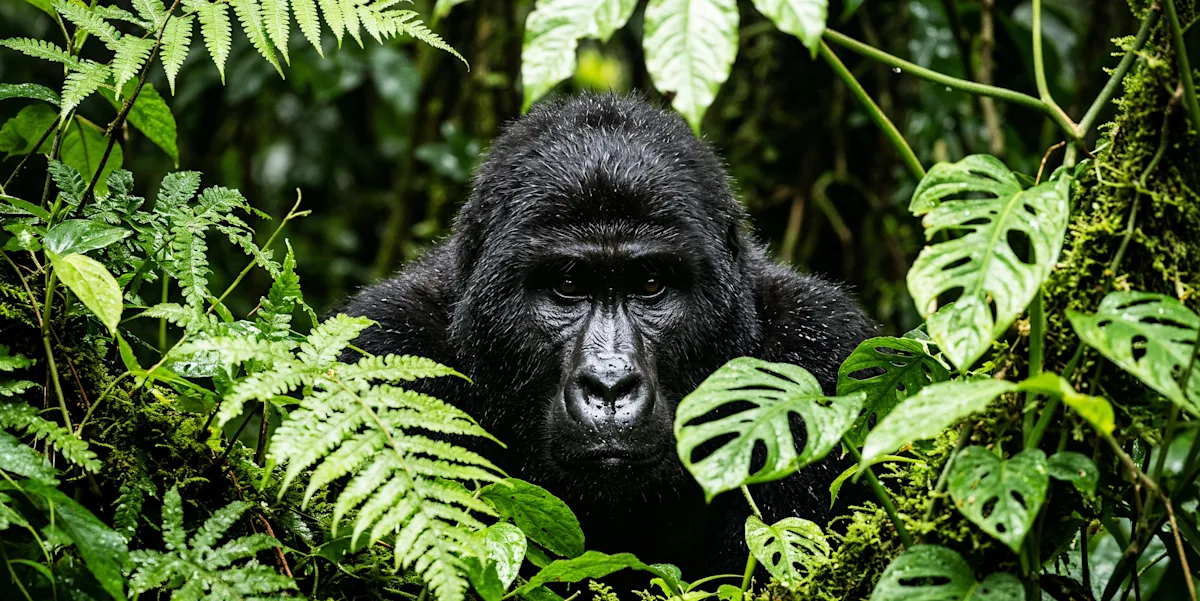 Mountain gorilla peering out from dense ferns and leaves