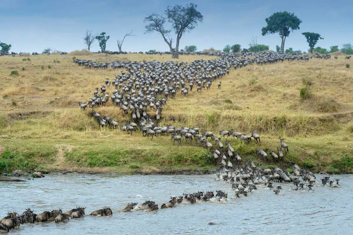 Long line of wildebeest and zebras winding down a hillside to cross a river in the Serengeti