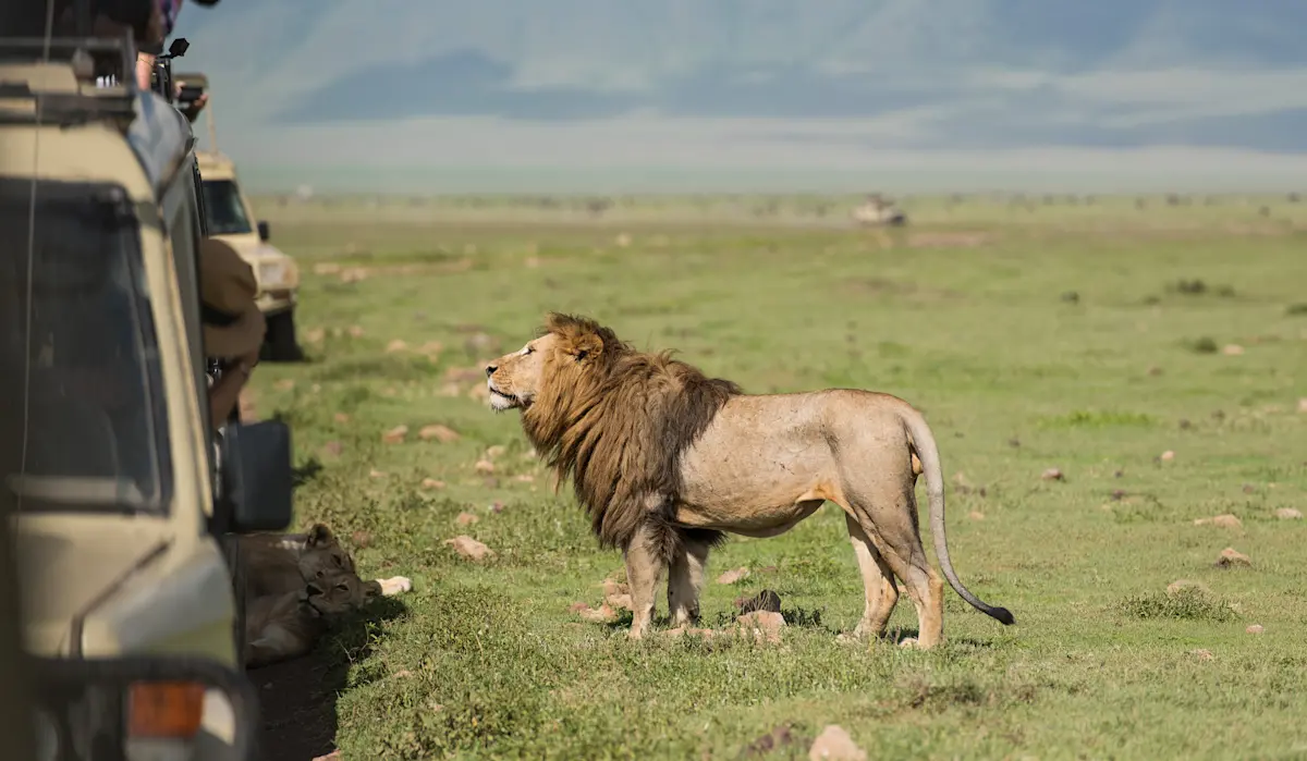Male lion standing on green grass beside a safari vehicle in the Serengeti