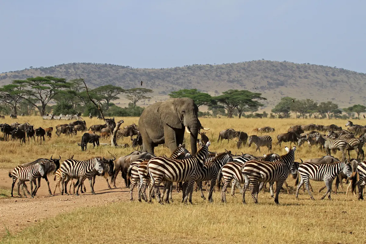 Elephant among zebras and wildebeest on the plains of Serengeti National Park