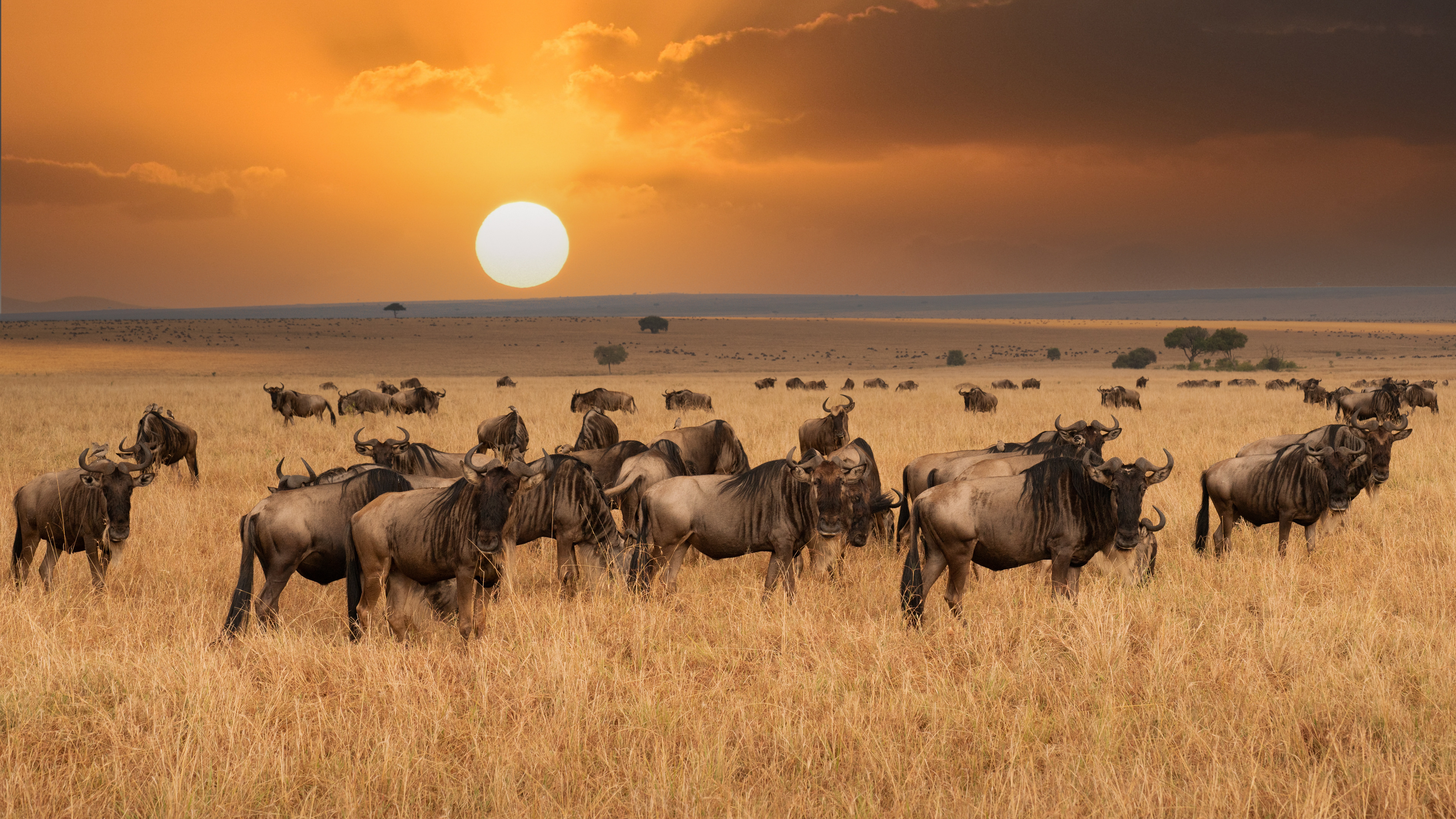Wildebeest herd grazing on the open plains at sunset