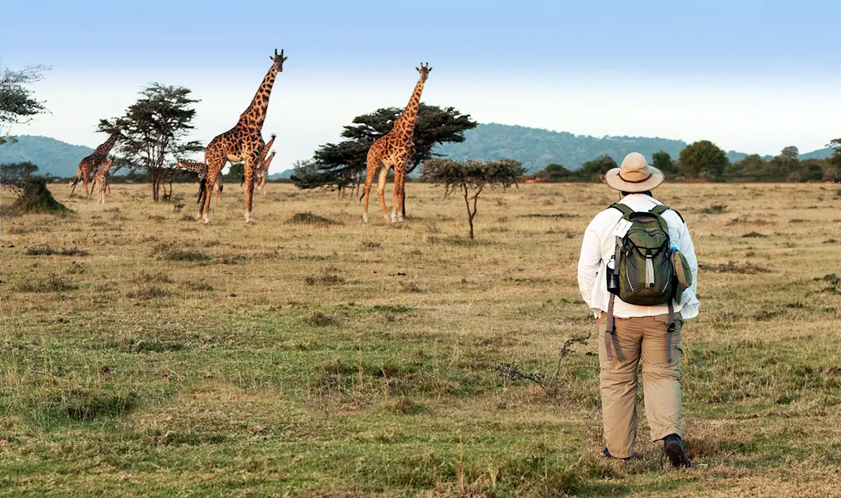Guest on a walking safari approaching giraffes on open grassland
