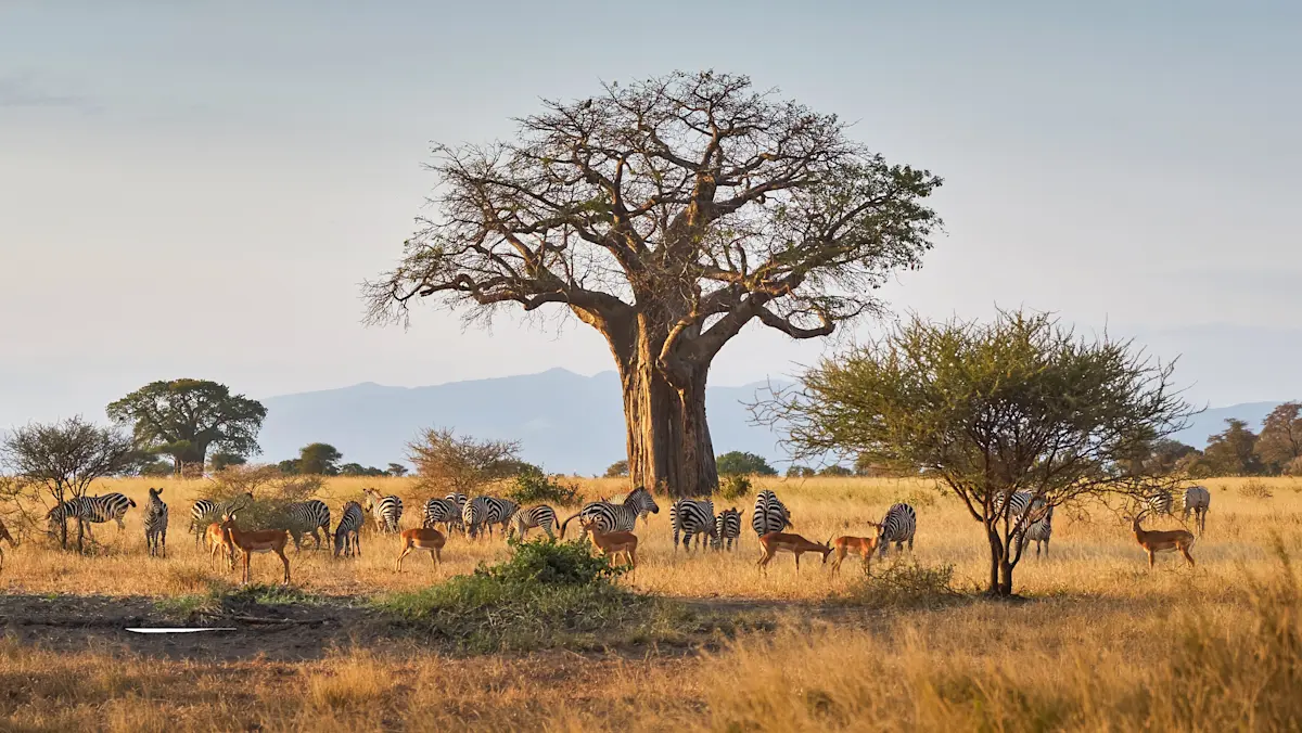 Large baobab tree with zebras and impala grazing on the grassland below, Tarangire National Park