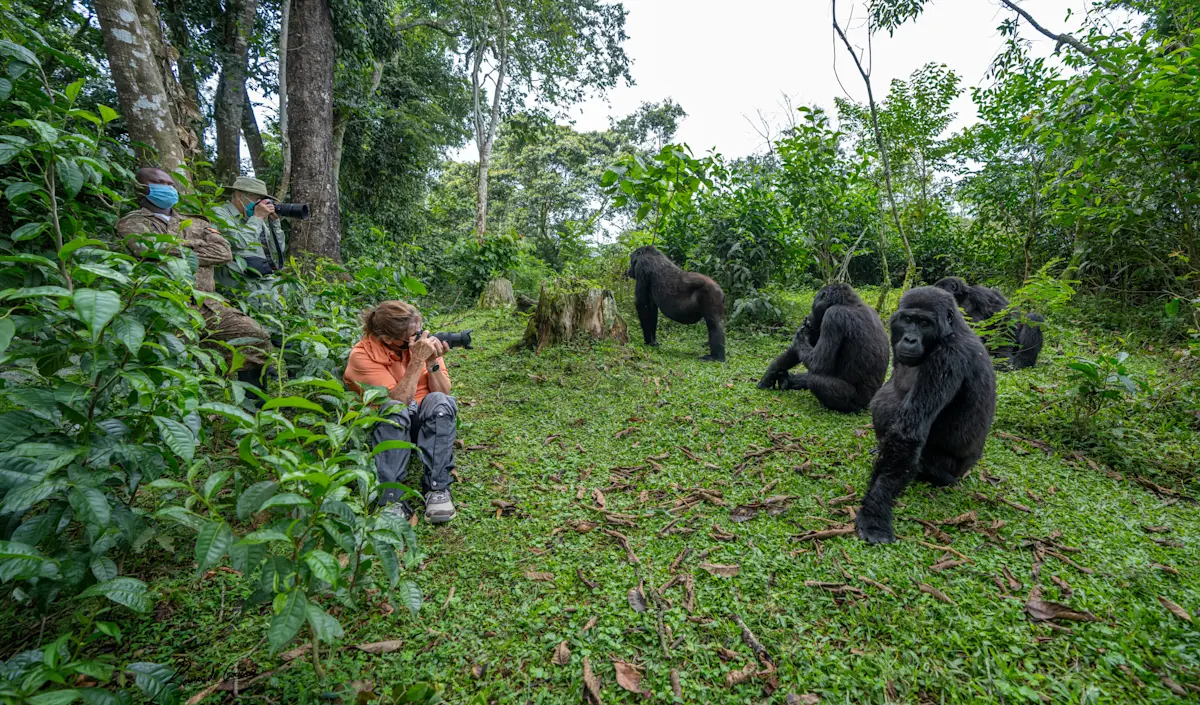 Gorilla family in a forest clearing with trekkers watching nearby, Virunga National Park