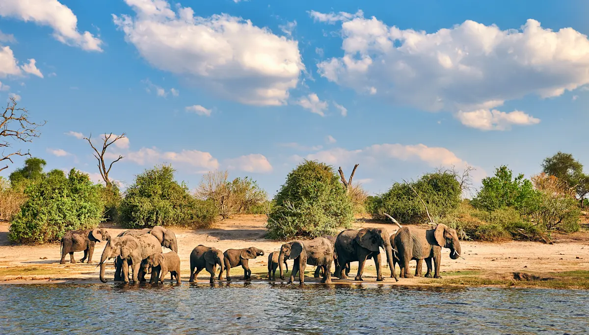 Elephant herd with calves walking along a sandy riverbank in Ruaha National Park