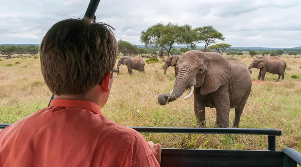 Young guest in a safari vehicle watching a group of elephants on the grassland