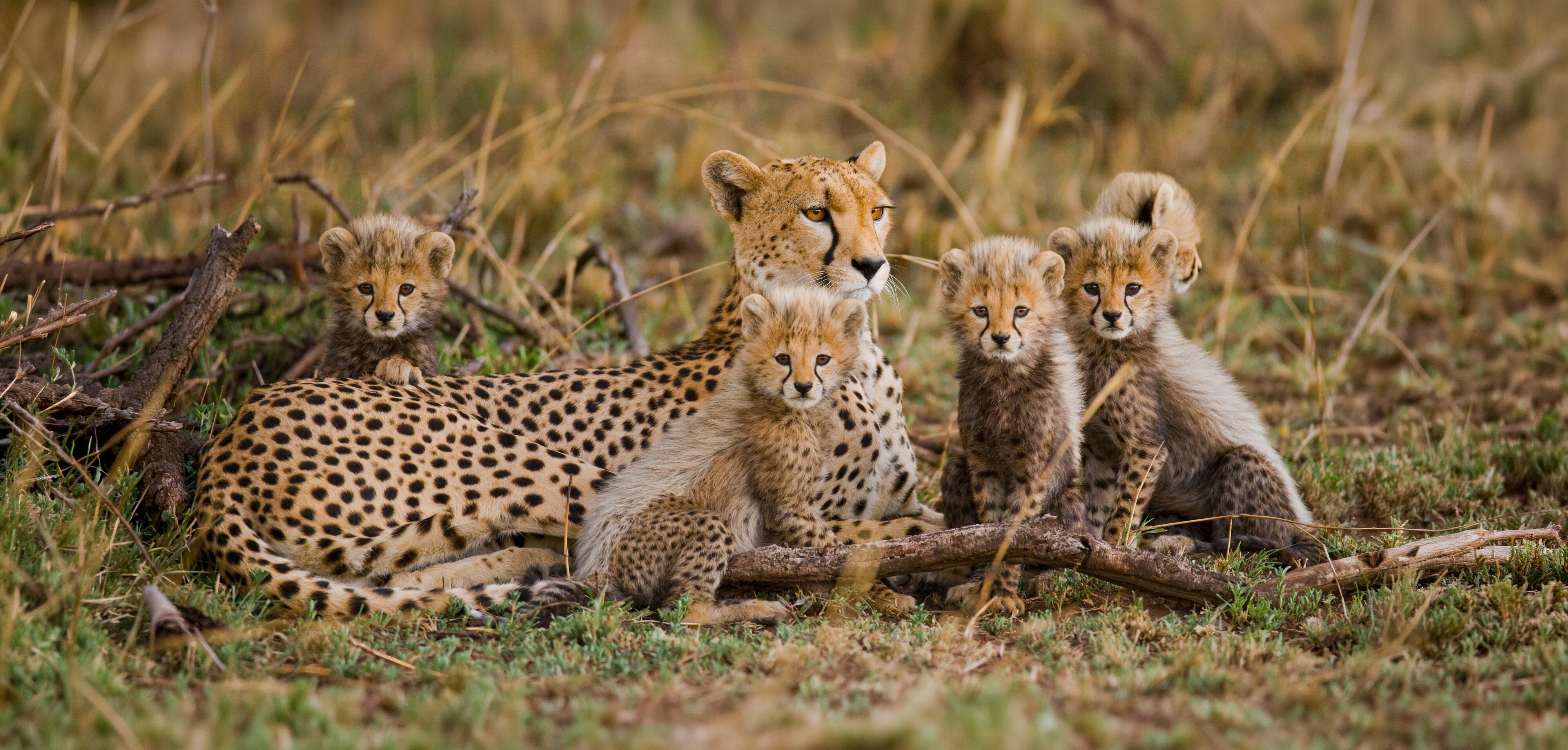 Cheetah mother lying in the grass with four cubs