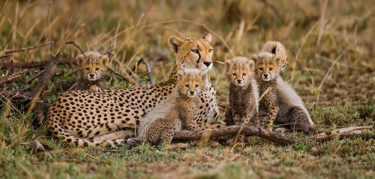 Cheetah mother lying in the grass with four cubs