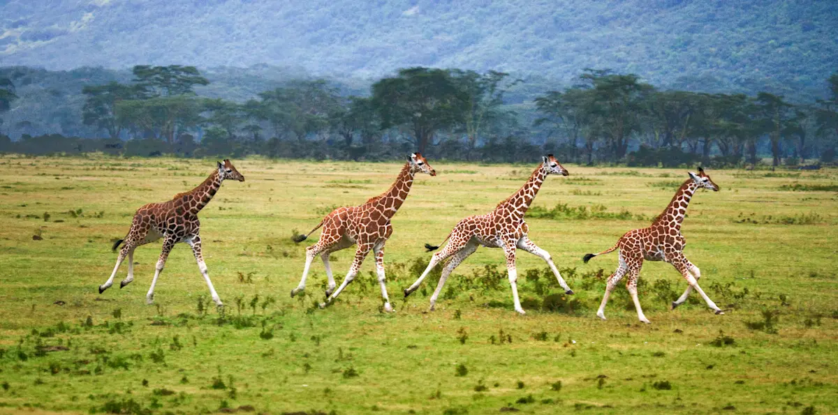 Four young giraffes running across green grassland in Ngorongoro Crater