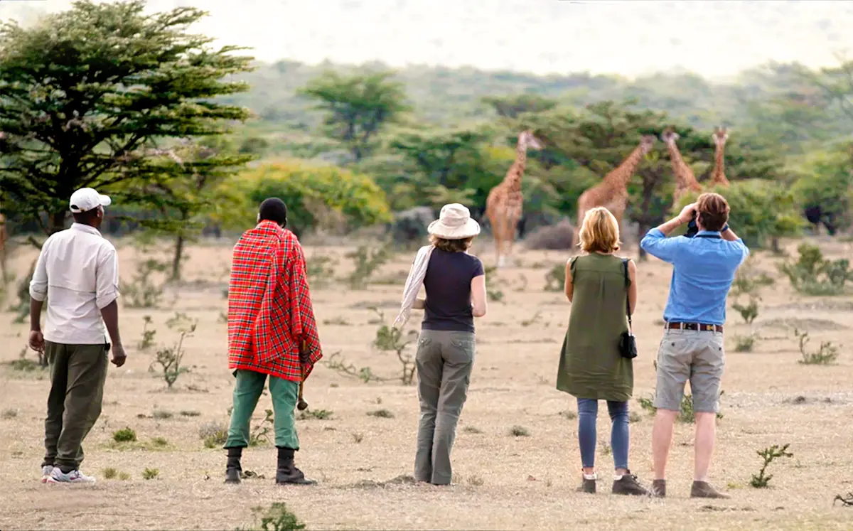 Guests on a walking safari with a Maasai guide watching giraffes in the bush